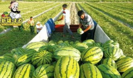 库尔勒吃瓜最新事件爆料,揭秘背后真相与网络热议背后的故事